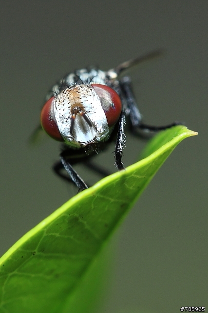 我的微距攝影大夢~Canon 100 F2.8L Macro
