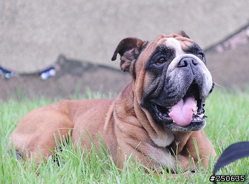 來我家一年的收養的兒子（英國鬥牛犬）