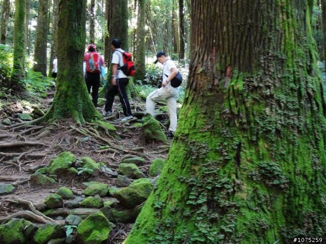 (照片)20100703奮起湖大凍山登山健行