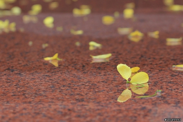 請分享最新花況!"花況分享樓"