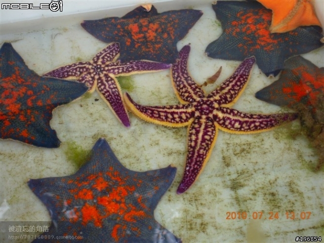 [遊記]2010-07-24藍色 啤酒 海