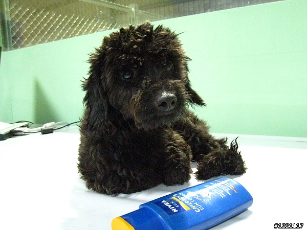 [桃園龜山]2.5公斤迷你黑貴賓混梗犬送養~