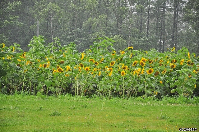 7/26北海道自助,我回來了,悶阿!!