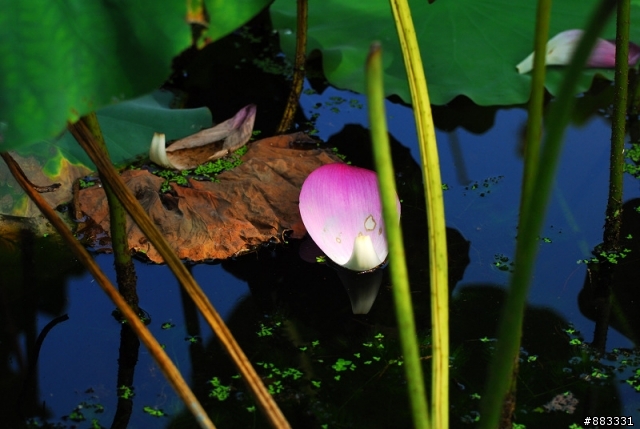 西湖@ 荷趣 ～～