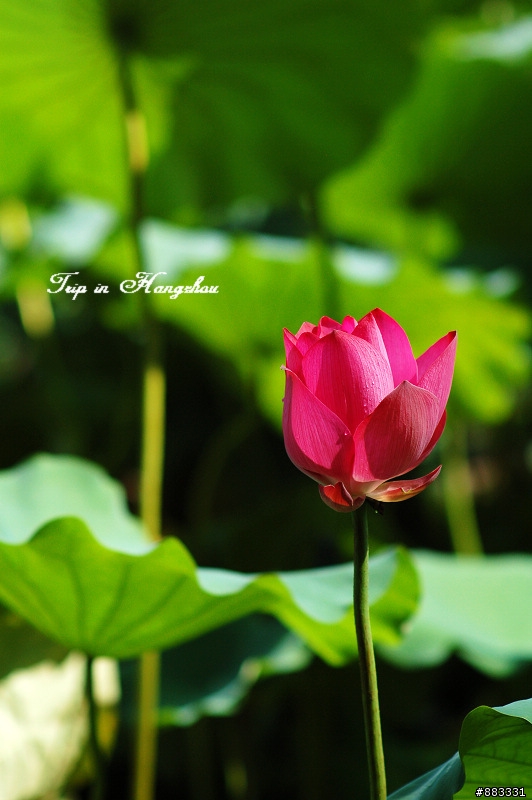 西湖@ 荷趣 ～～