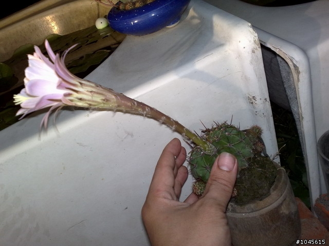 (驚訝)仙人掌開花了