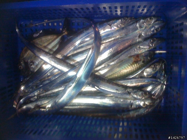 海釣白帶魚+香魚熱燒
