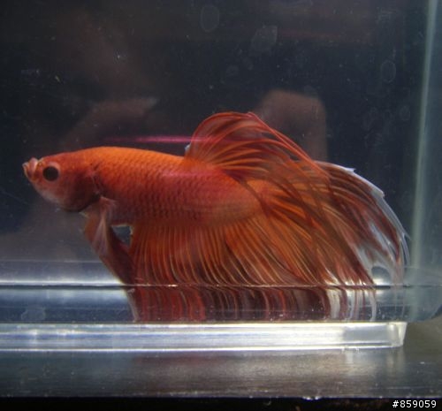 我的鬥魚(新增魚)~