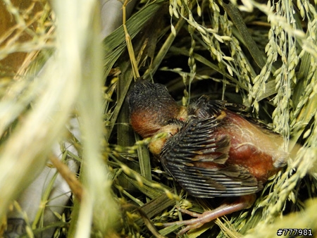 從天而降的幼鳥