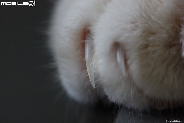 隨隨便便的分享：DX 85mm MACRO .&.路過的Tamron 60mm MACRO