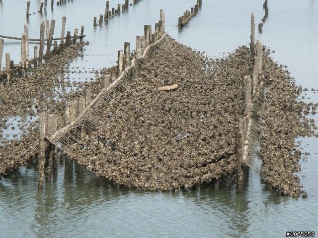 (照片)20100818三條崙海水浴場吃喝玩樂行