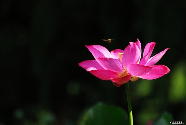 西湖@ 荷趣 ～～