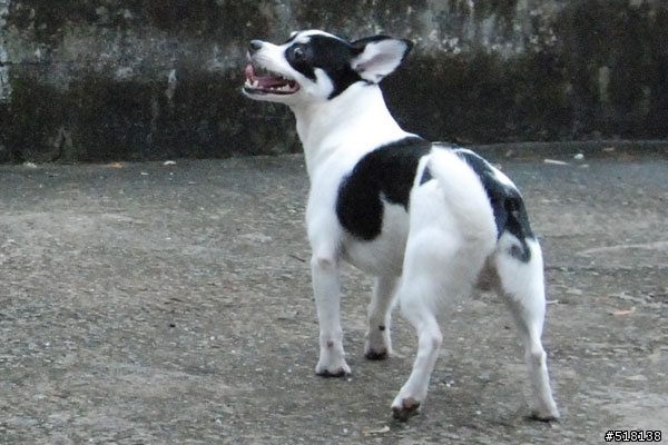[協尋]黑白色米克斯小狗(吉娃娃混蝴蝶犬)-台北市士林區劍潭華齡公園附近