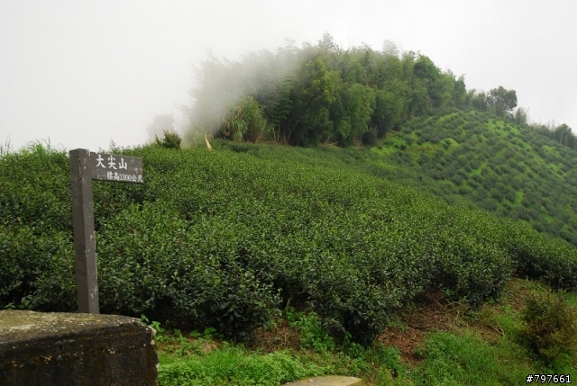 雲林古坑大尖山