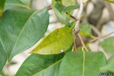 [求救]請問我的茶花怎麼了(附圖)