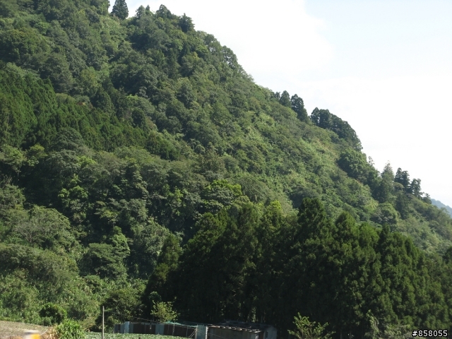 小黃阿鋒盃平安簽到處