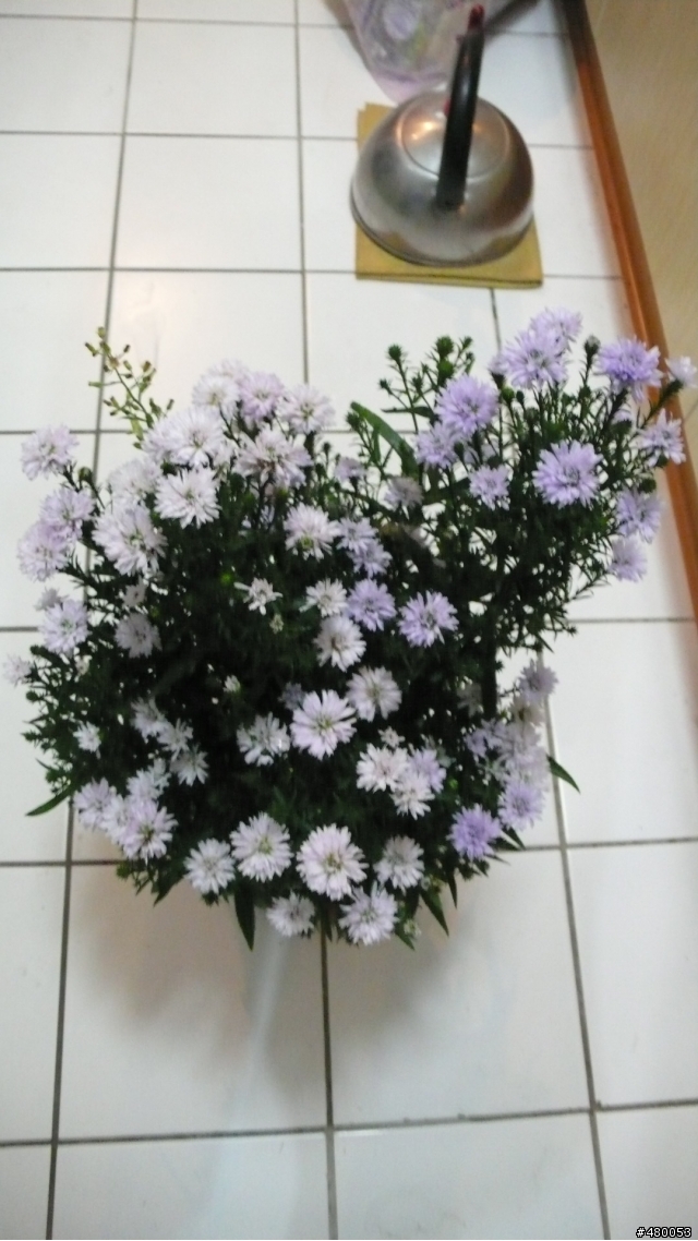 誰能告訴我這是什麼花？