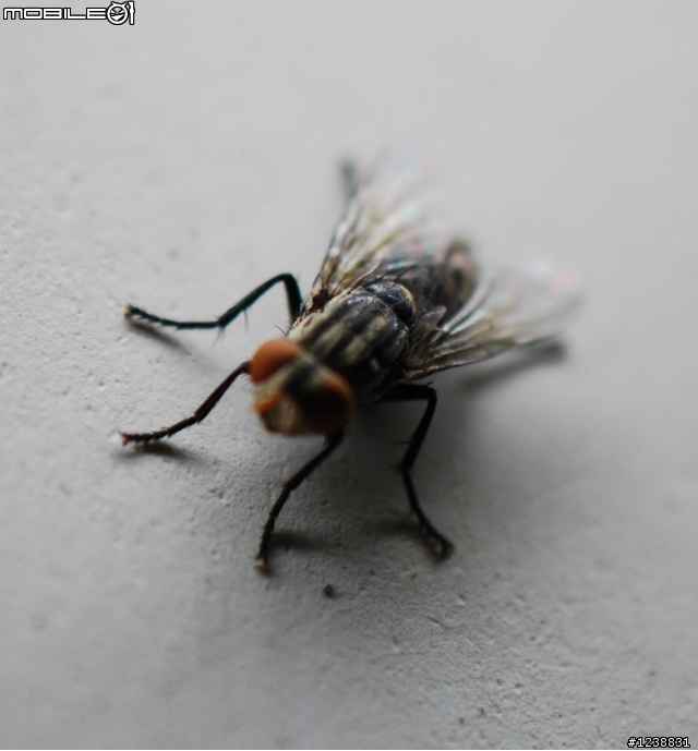 隨隨便便的分享：DX 85mm MACRO .&.路過的Tamron 60mm MACRO