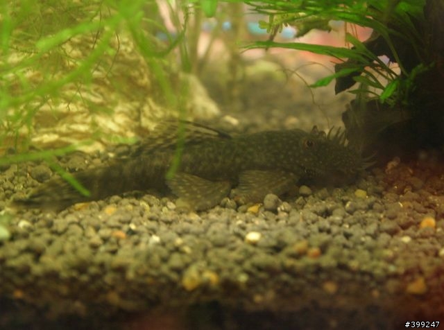 請問這是什麼鼠魚?