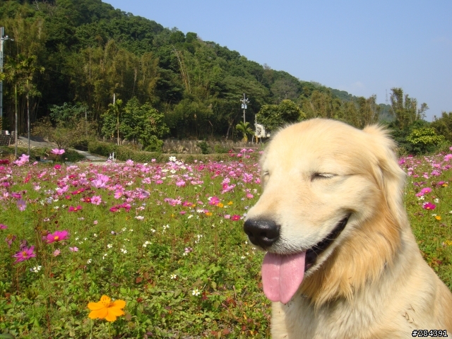 尋狗啟事 黃金獵犬 上禮拜五 (2010/8/6)遺失於大溪番仔寮地區 懸賞5萬元整