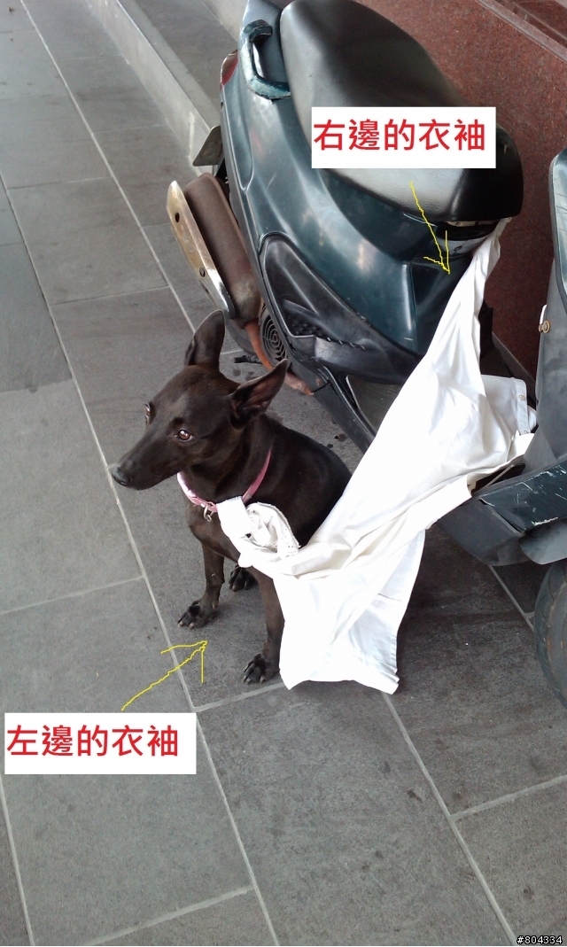 <<<最新款式的狗鋉>>>