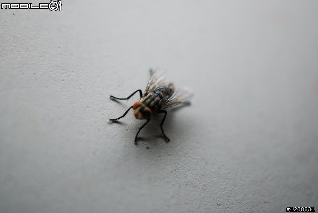 隨隨便便的分享：DX 85mm MACRO .&.路過的Tamron 60mm MACRO