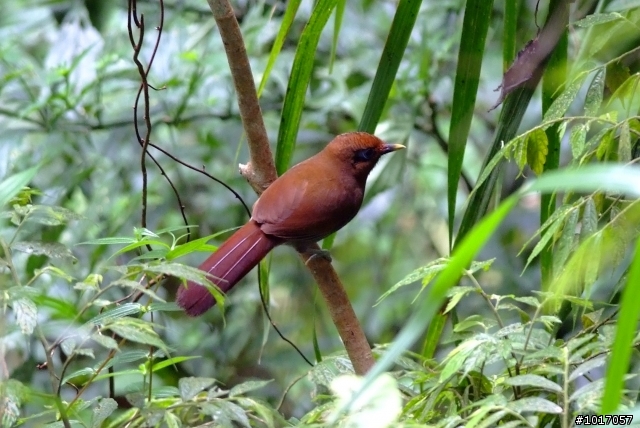 請教版上拍鳥達人...這是什麼鳥?(已解答)