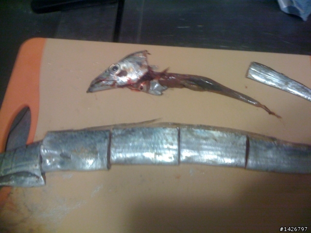海釣白帶魚+香魚熱燒