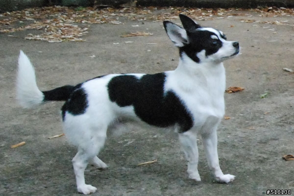 [協尋]黑白色米克斯小狗(吉娃娃混蝴蝶犬)-台北市士林區劍潭華齡公園附近