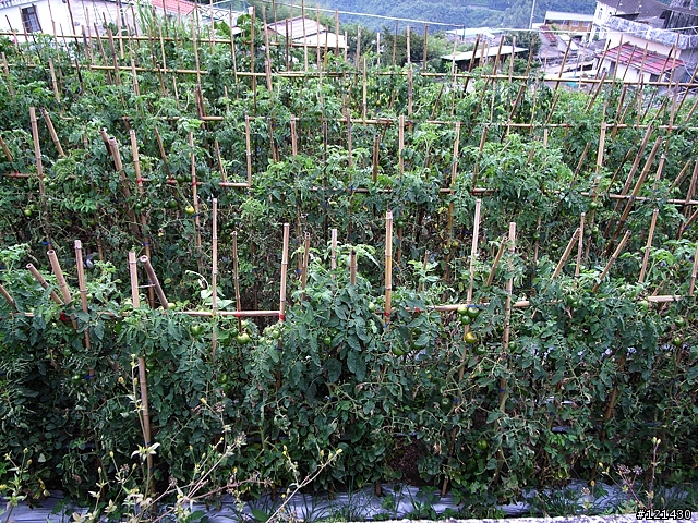 [遊記分享]踩著心靈的踏板~飛向上帝的部落-司馬庫斯