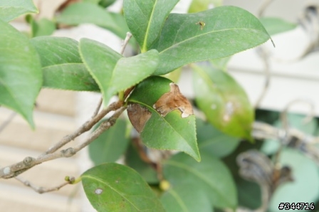 [求救]請問我的茶花怎麼了(附圖)