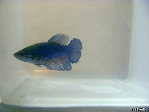 我的鬥魚(新增魚)~
