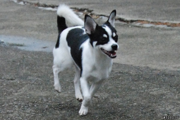 [協尋]黑白色米克斯小狗(吉娃娃混蝴蝶犬)-台北市士林區劍潭華齡公園附近