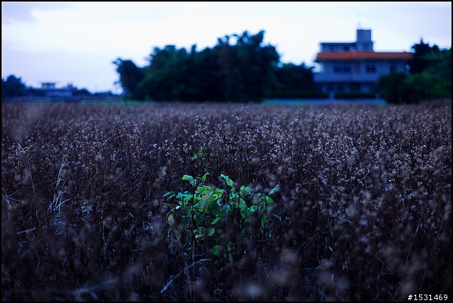 Leica M9 滿月