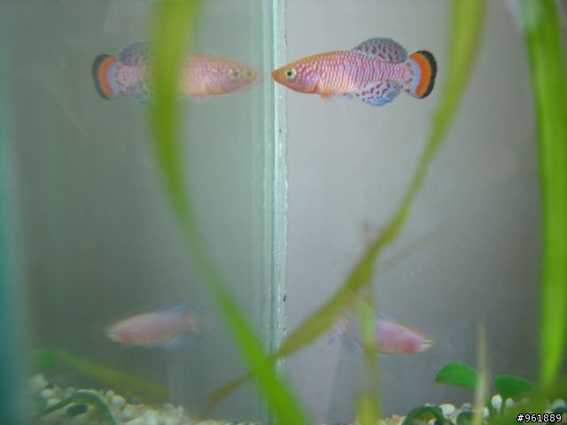 漂亮的鱂魚(漂亮寶貝)圖片分享