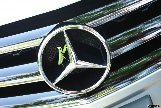 連螳螂都愛Mercedes-Benz 慶祝回應破200新增兩張寫真照