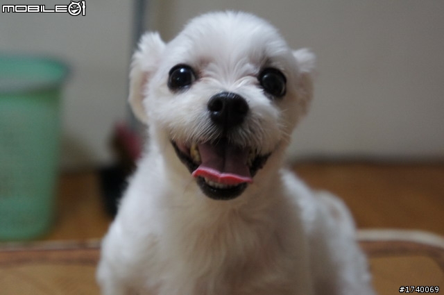 NEX 蓋狗樓唷