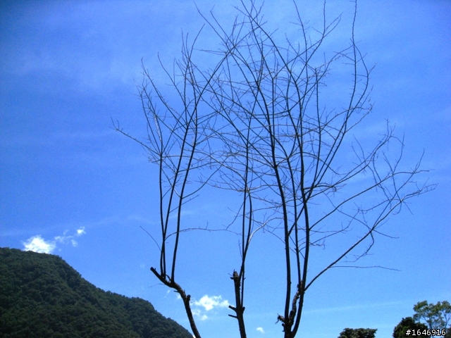 兩橫+蘇花  東進武嶺行