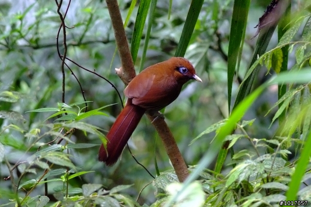 請教版上拍鳥達人...這是什麼鳥?(已解答)