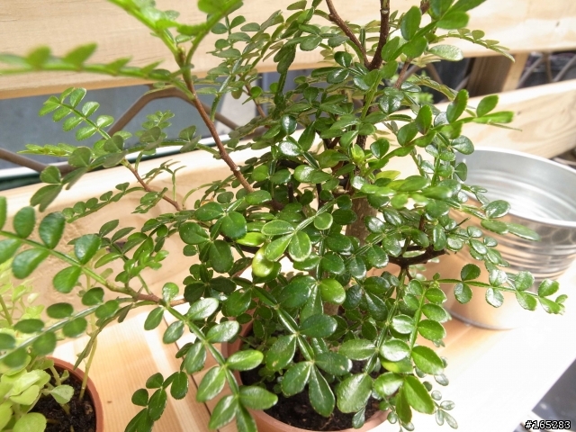 請問植物名稱
