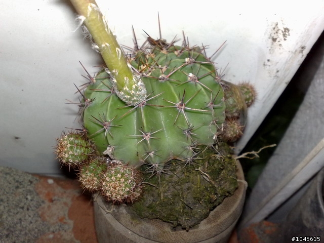 (驚訝)仙人掌開花了