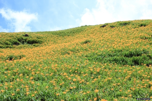 花蓮泛舟金針花之旅回來囉~開花文!