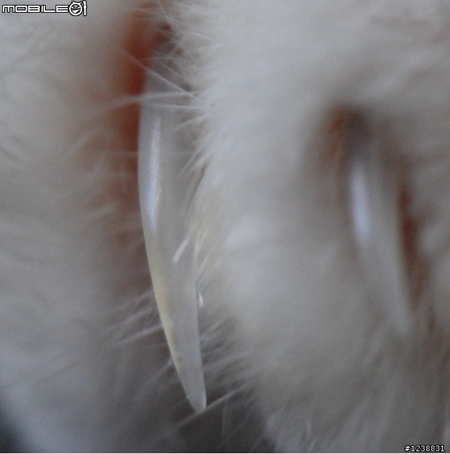 隨隨便便的分享：DX 85mm MACRO .&.路過的Tamron 60mm MACRO