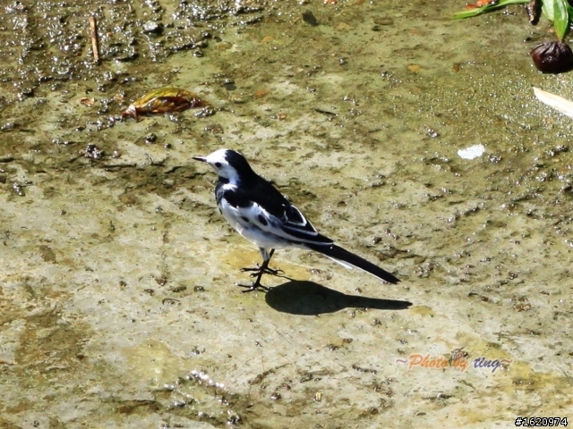 2010.8.30  台中136縣道之蜻蜓隨拍