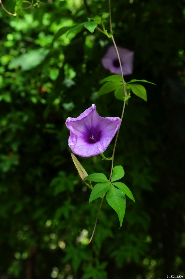 Nikon 17-55MM F2.8 撐得住