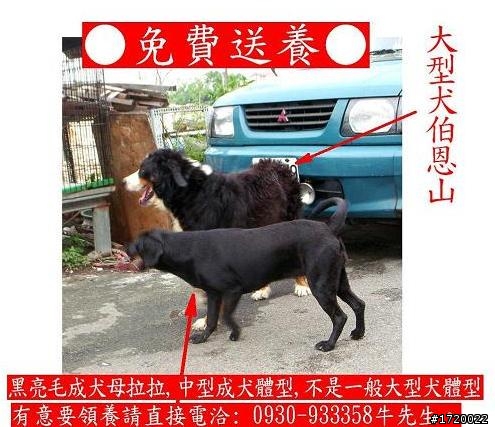 ■免費送養■黑亮毛成犬母拉拉，一歲四個月。未結紮。