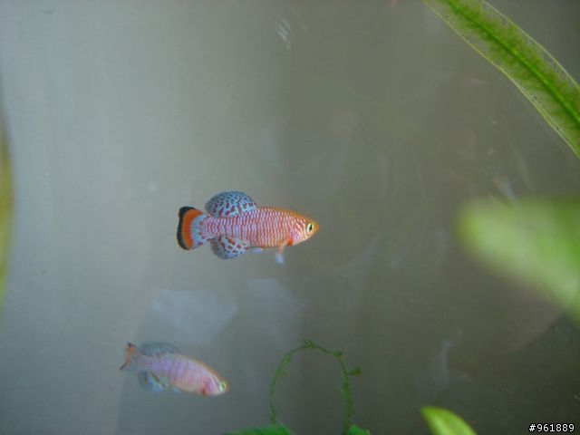 漂亮的鱂魚(漂亮寶貝)圖片分享