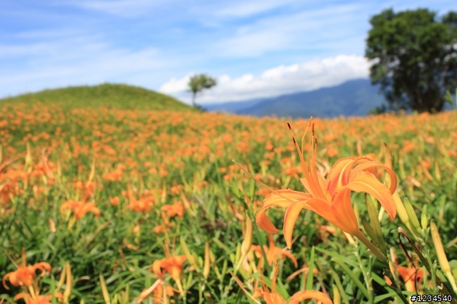 花蓮泛舟金針花之旅回來囉~開花文!