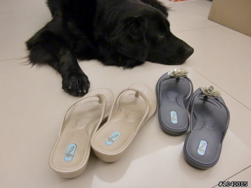 [開箱] OKA b.時尚防水夾腳涼鞋 made in USA
