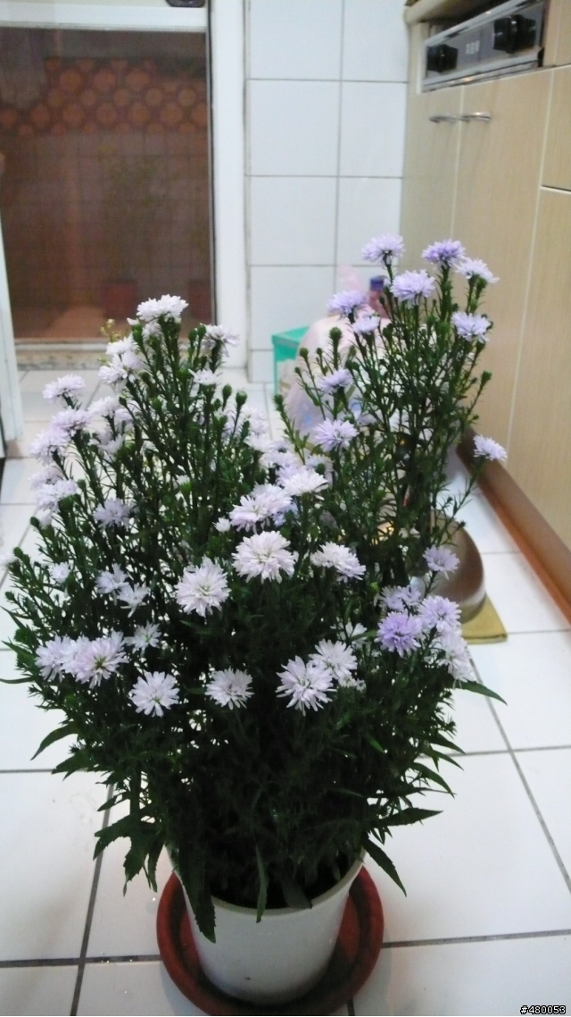 誰能告訴我這是什麼花？